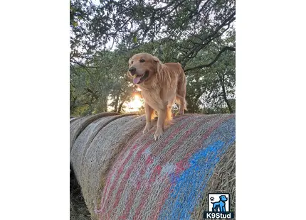 a golden retriever dog standing on a rock